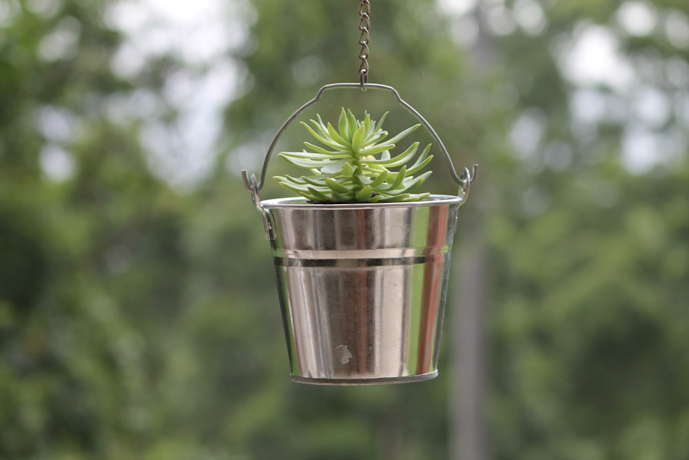 green plant in stainless steel bucket