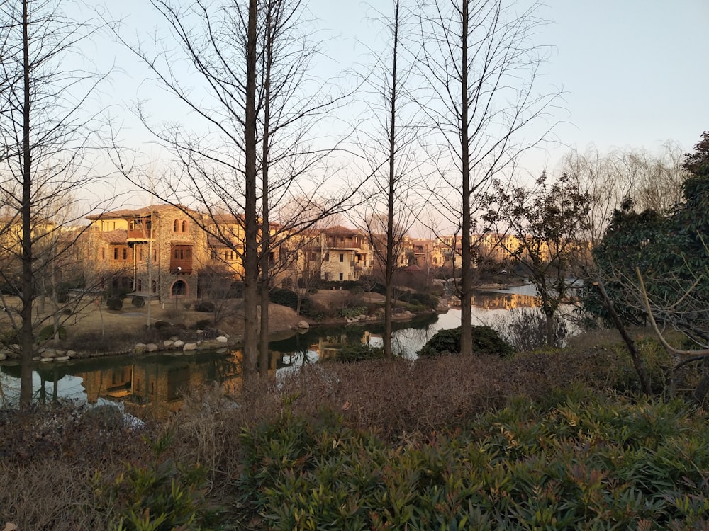 brown bare trees near brown concrete building during daytime