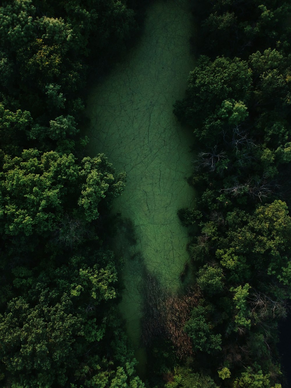 green trees and brown grass