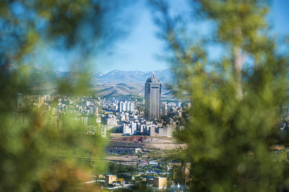 green trees near city buildings under blue sky