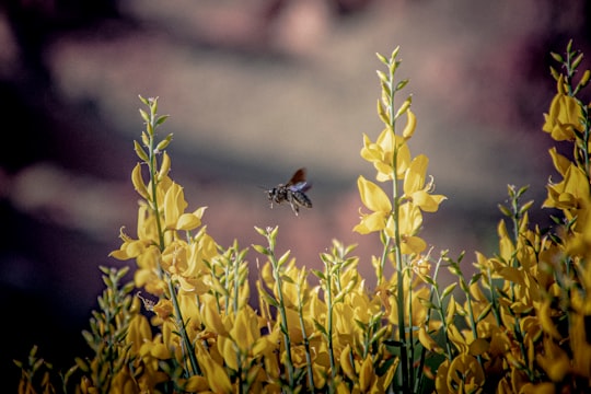 brown and black bee on yellow flower in Tabriz Iran