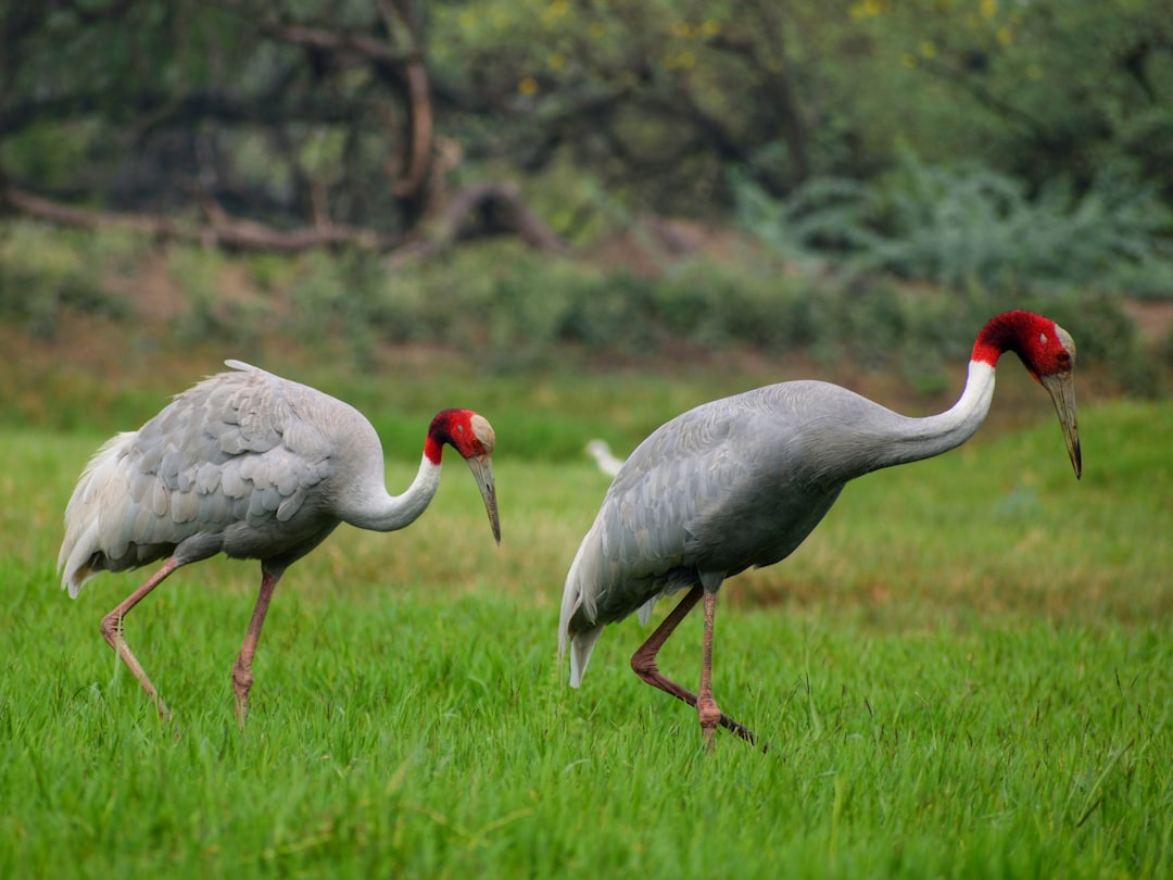 travelers stories about Wildlife in Bharatpur, India
