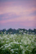 A wide open sky with soft clouds drifting over a peaceful meadow.