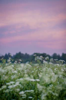 A serene yoga session at sunrise in a pastel-colored meadow