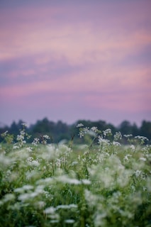 A quiet meadow with wildflowers under a soft silver-green sky at dusk.