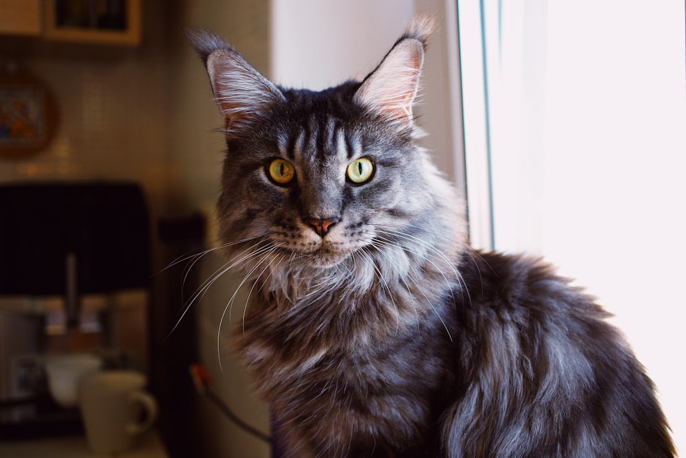 grey and white long fur cat