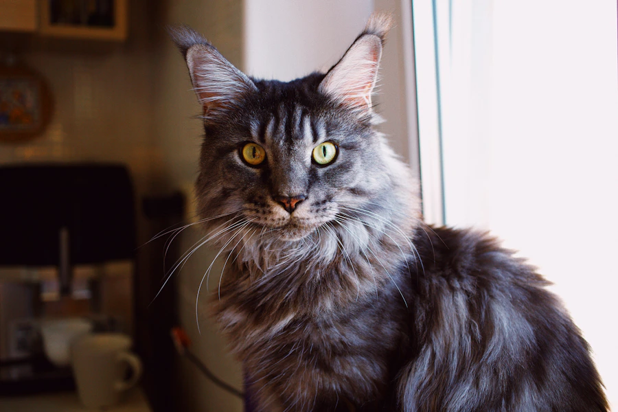 Pisică Maine Coon cu blană lungă
