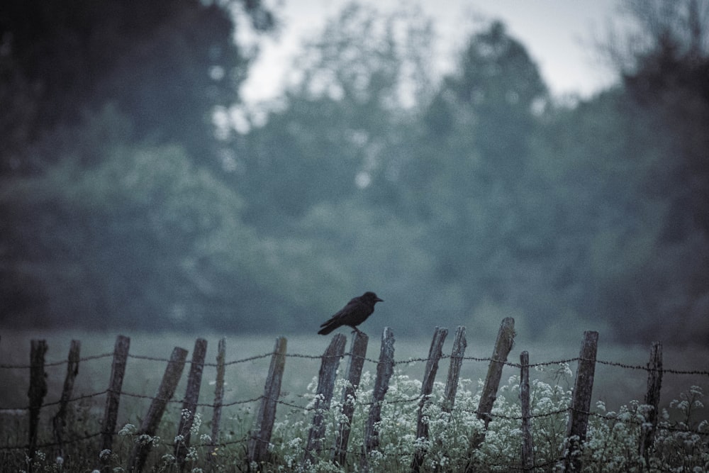 black bird on brown wooden fence during daytime