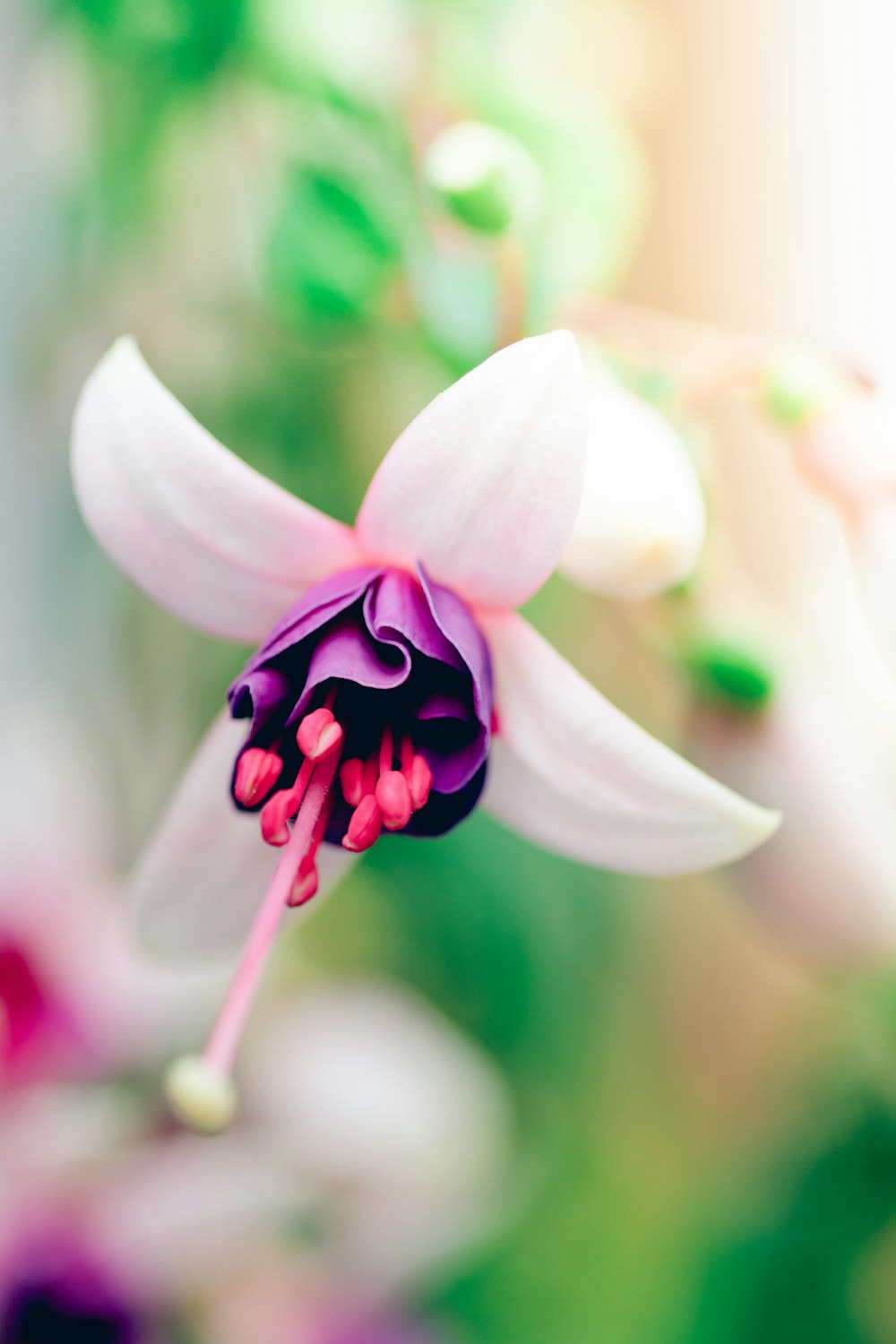 fiore bianco e viola nell'obiettivo decentrabile
