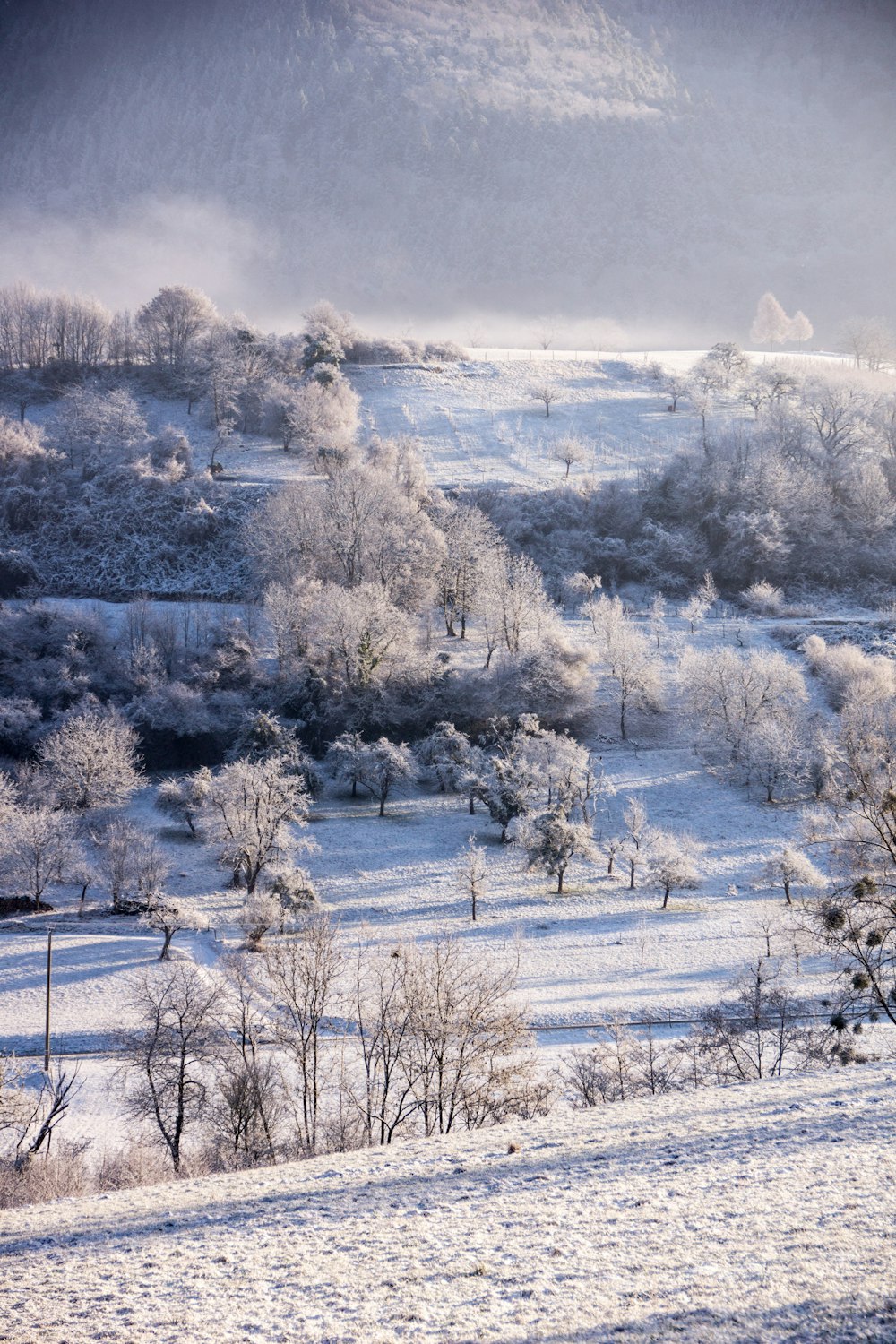 white trees on snow covered ground