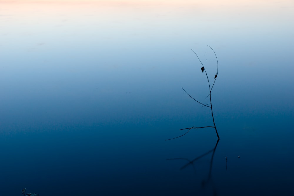 leafless tree on blue body of water