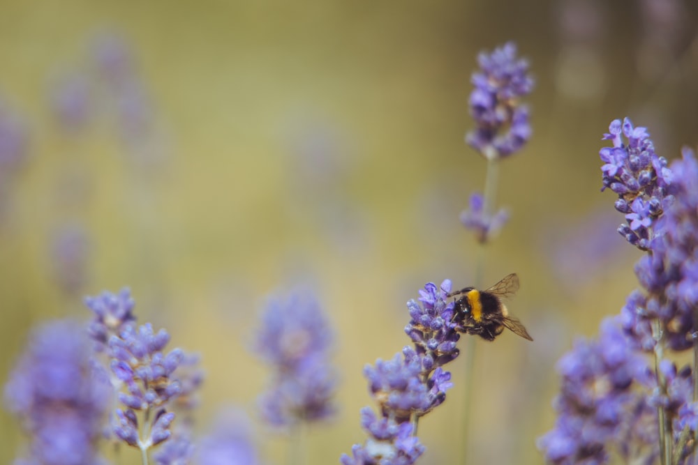 black and yellow bee on purple flower