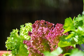 pink flower in tilt shift lens