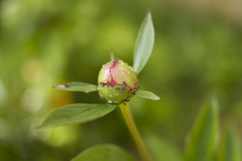 green plant bud with water droplets