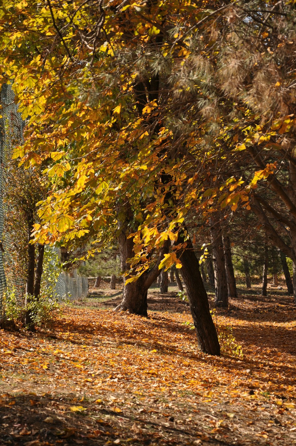 brown and yellow leaves on ground