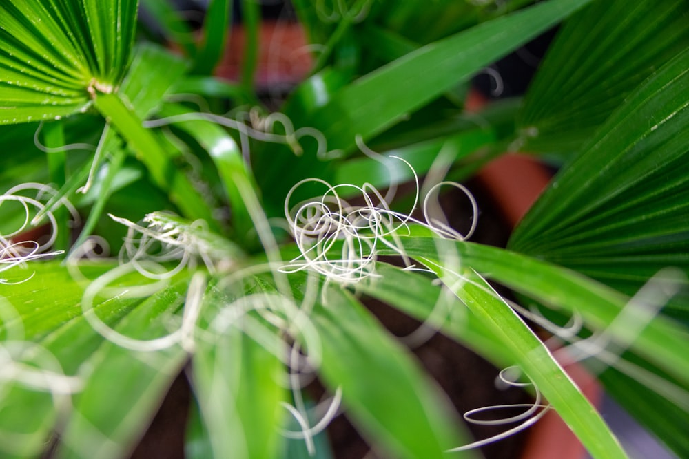 green plant with water droplets