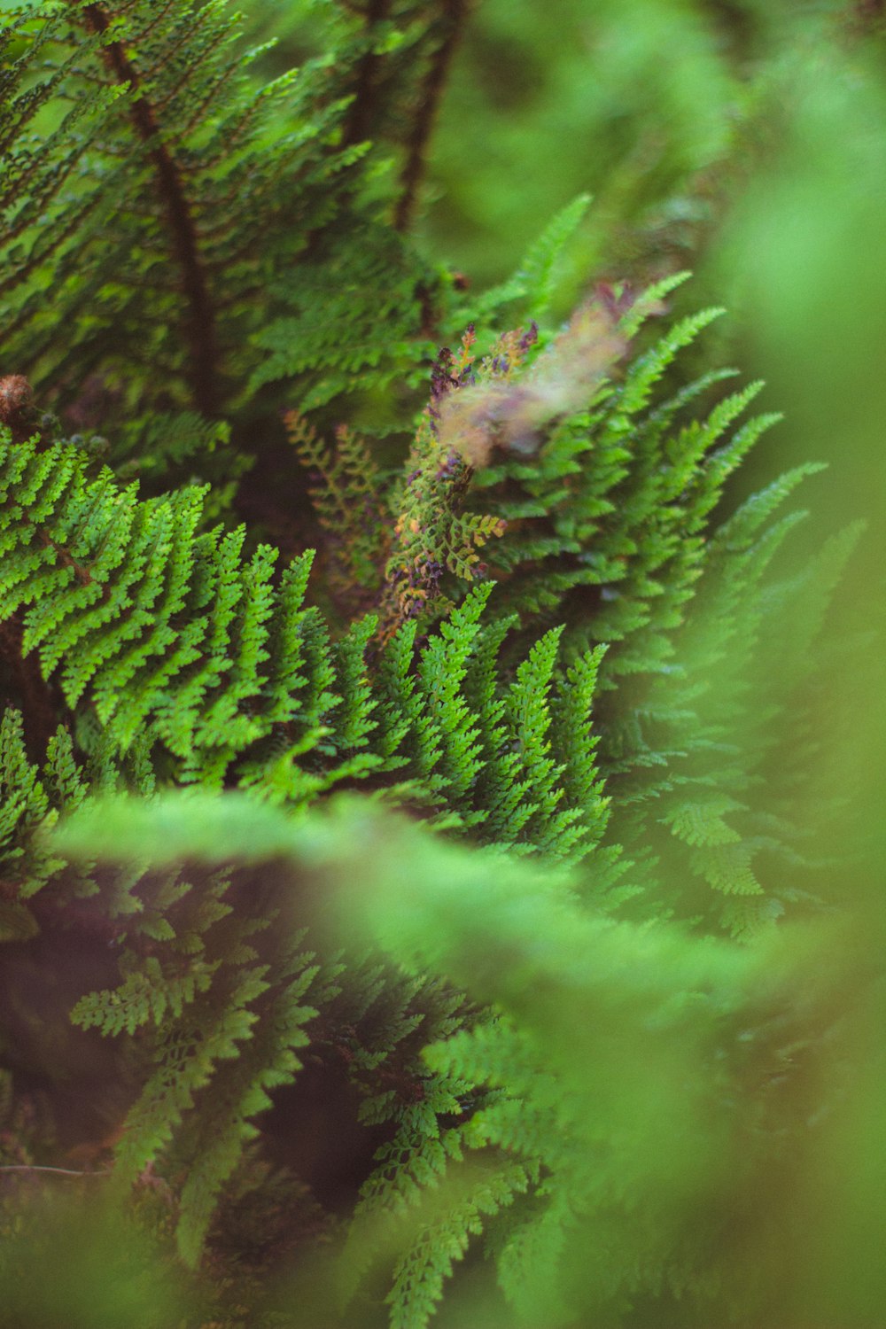 Planta de helecho verde en fotografía de primer plano