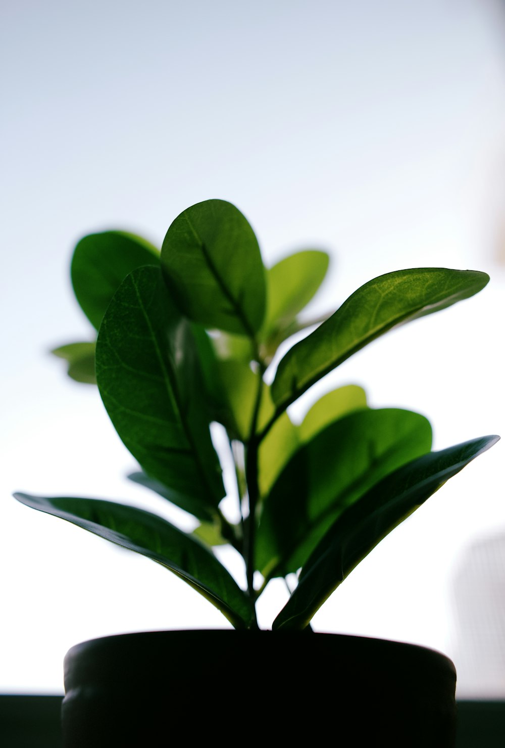 green leaves in white background