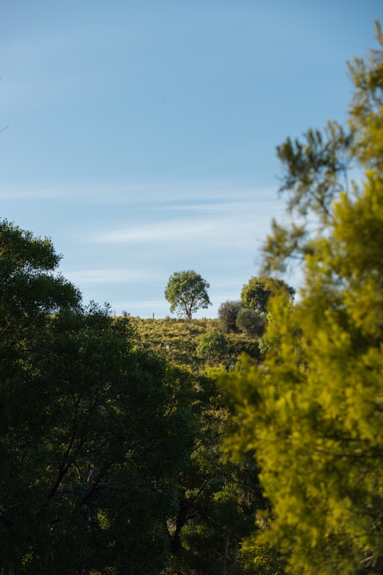 green trees under blue sky during daytime in Cape Schanck VIC Australia