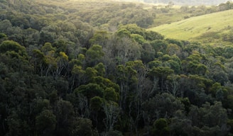 green trees on green grass field during daytime