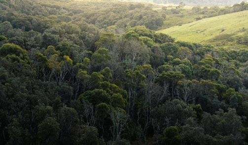 green trees on green grass field during daytime