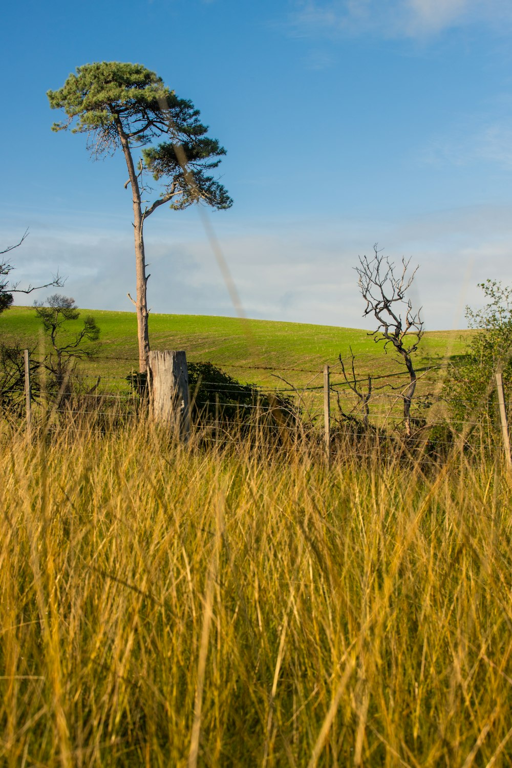 green grass field during daytime