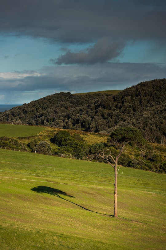 green grass field near mountain under cloudy sky during daytime in Cape Schanck VIC Australia