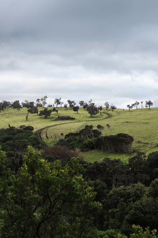 green grass field under white clouds during daytime in Cape Schanck VIC Australia