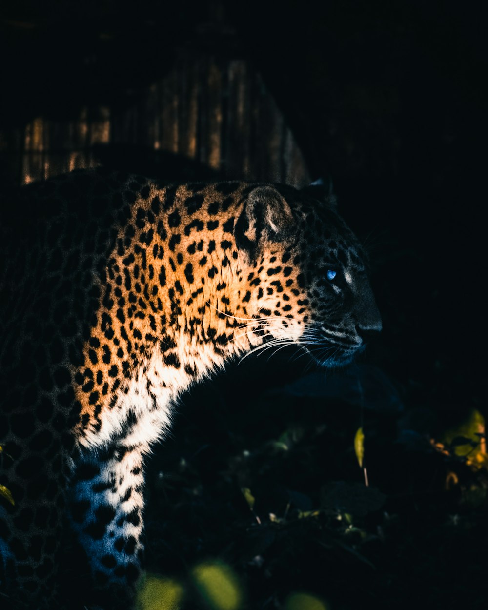 leopard walking on the forest