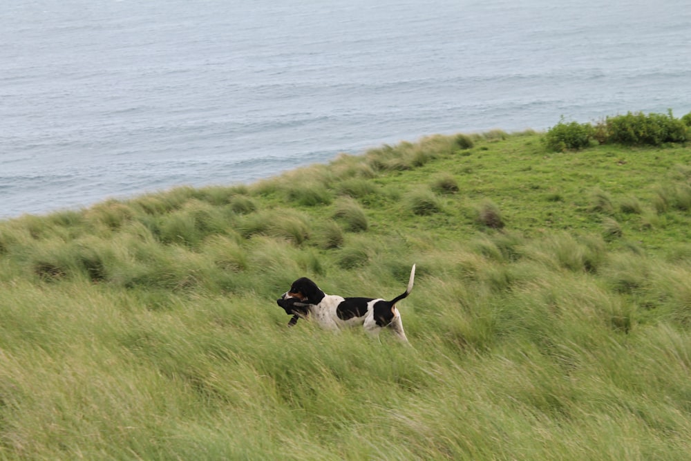 Perro de tamaño mediano de pelaje corto blanco y negro en campo de hierba verde durante el día
