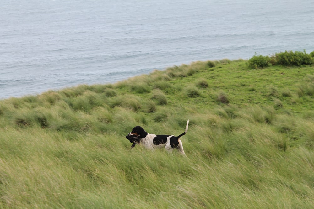 black and white short coated medium sized dog on green grass field during daytime