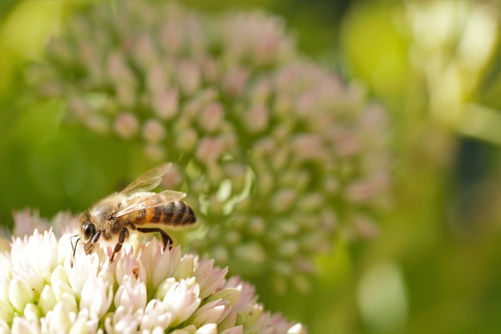 honeybee perched on green flower in close up photography during daytime