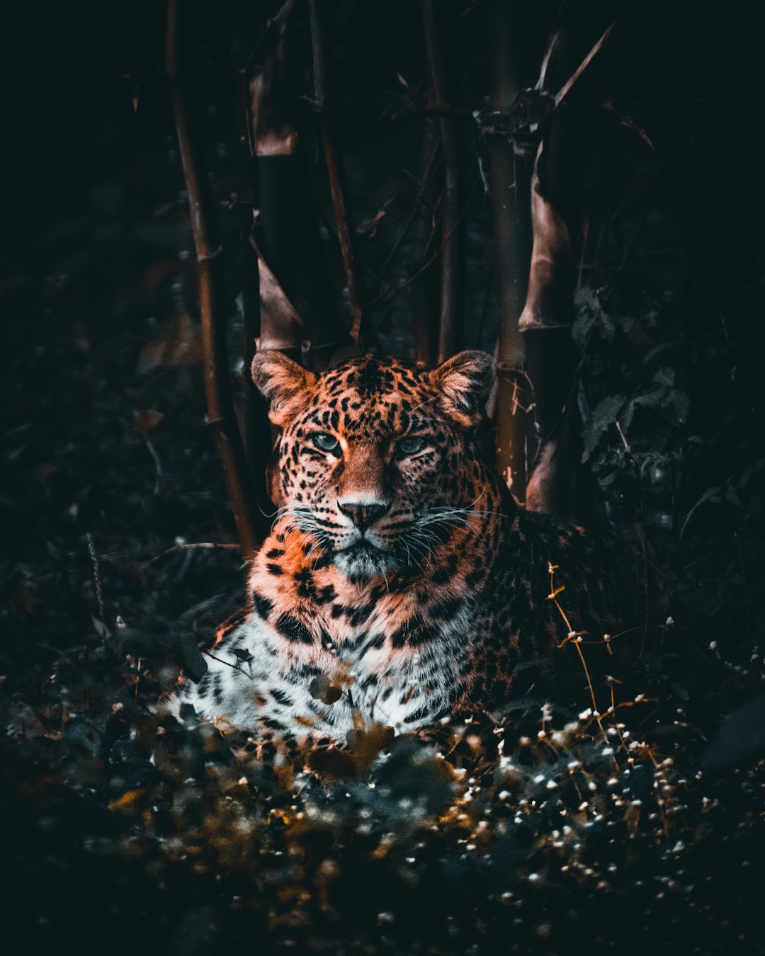  brown and black leopard in forest leopard