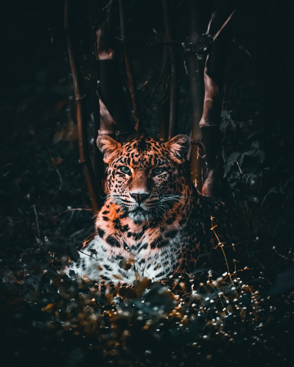 Brauner und schwarzer Leopard im Wald