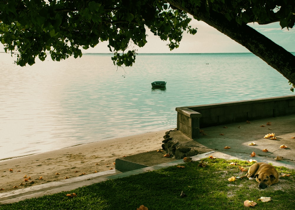 green tree beside body of water during daytime