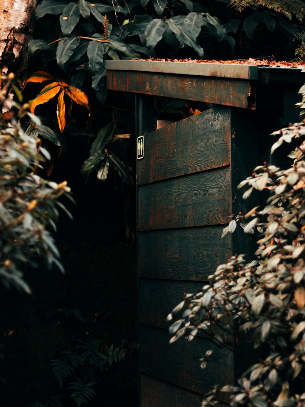 brown wooden door near green plant