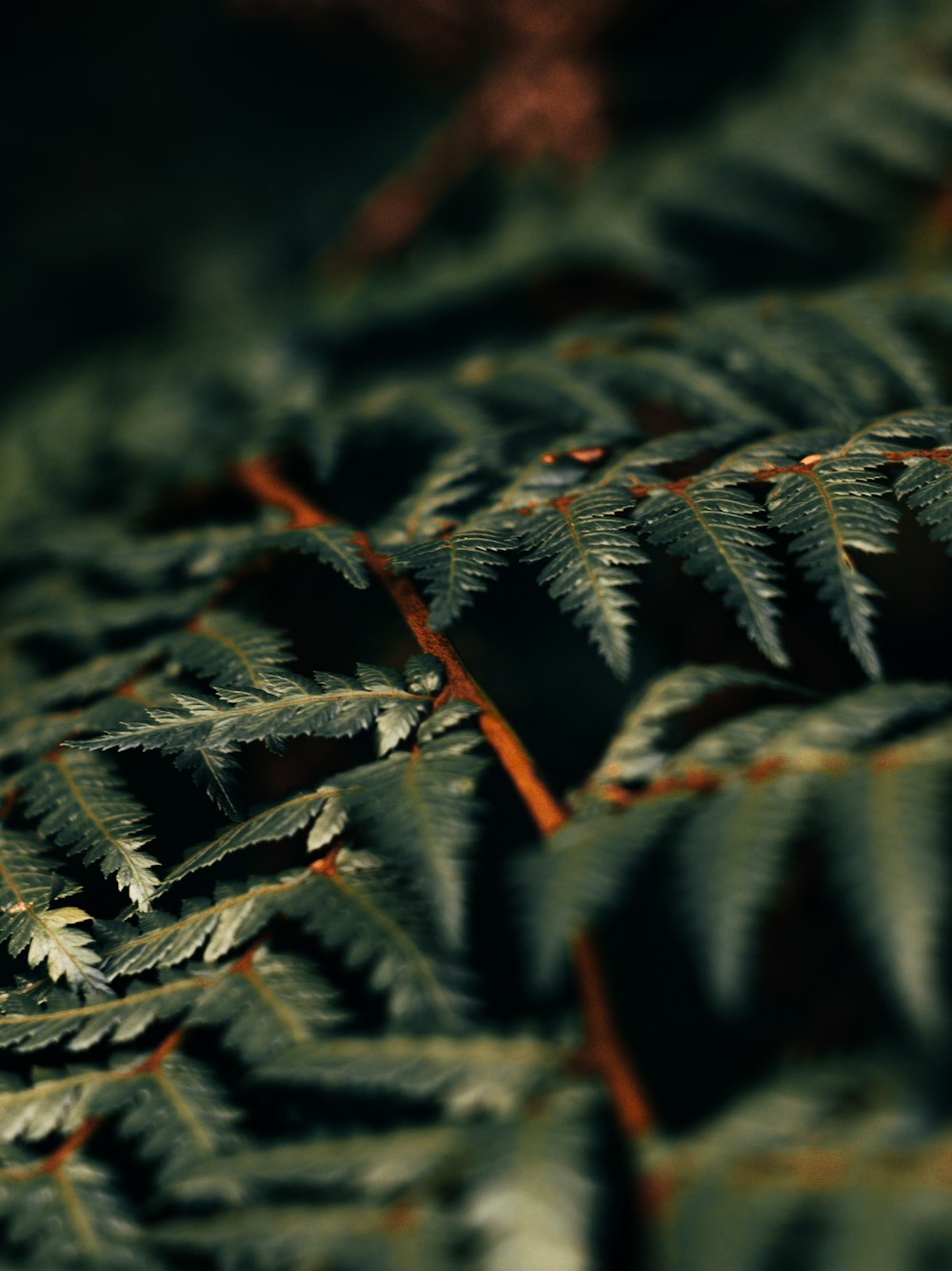 green leaf plant in close up photography