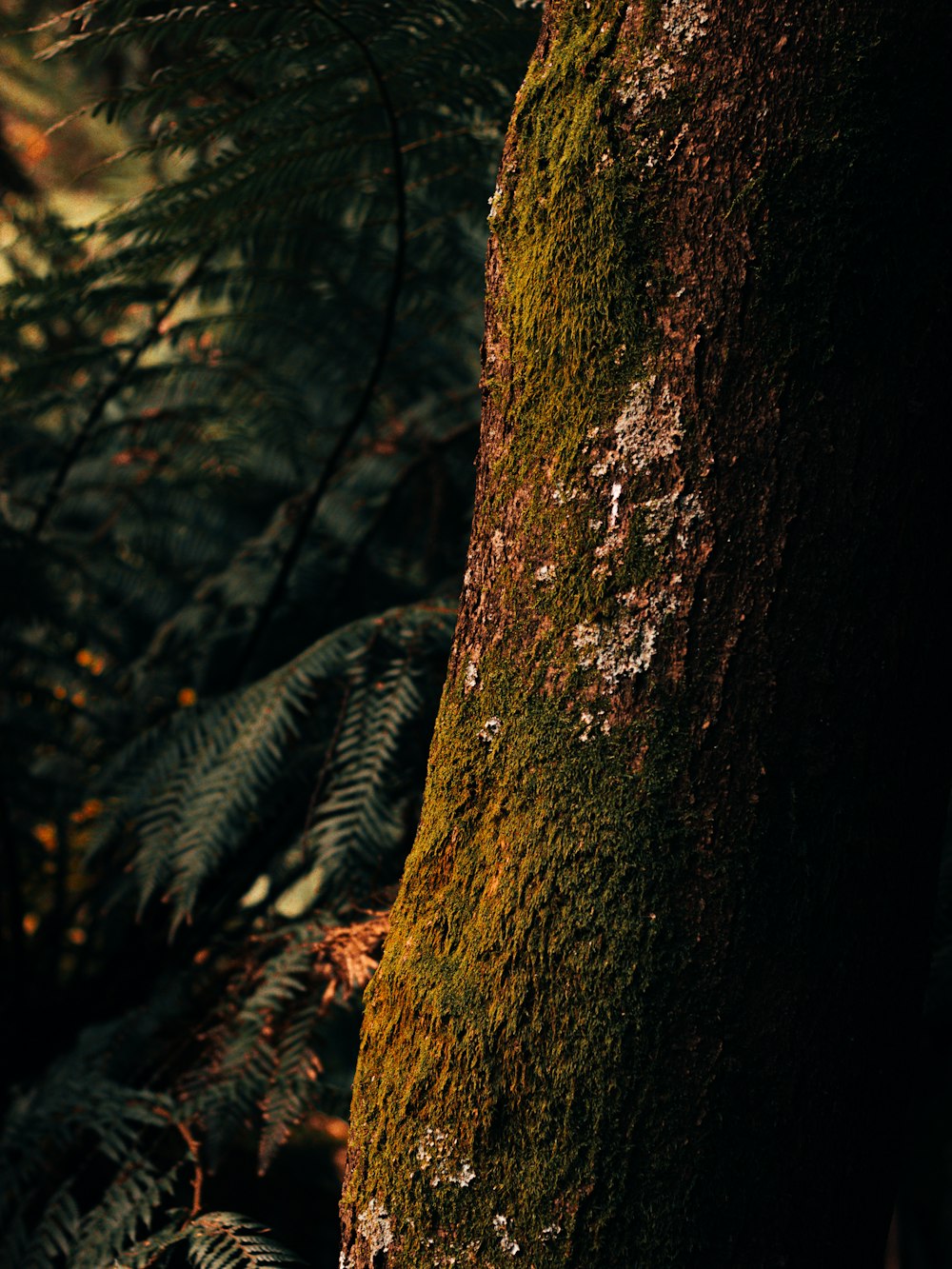 brown tree trunk in close up photography