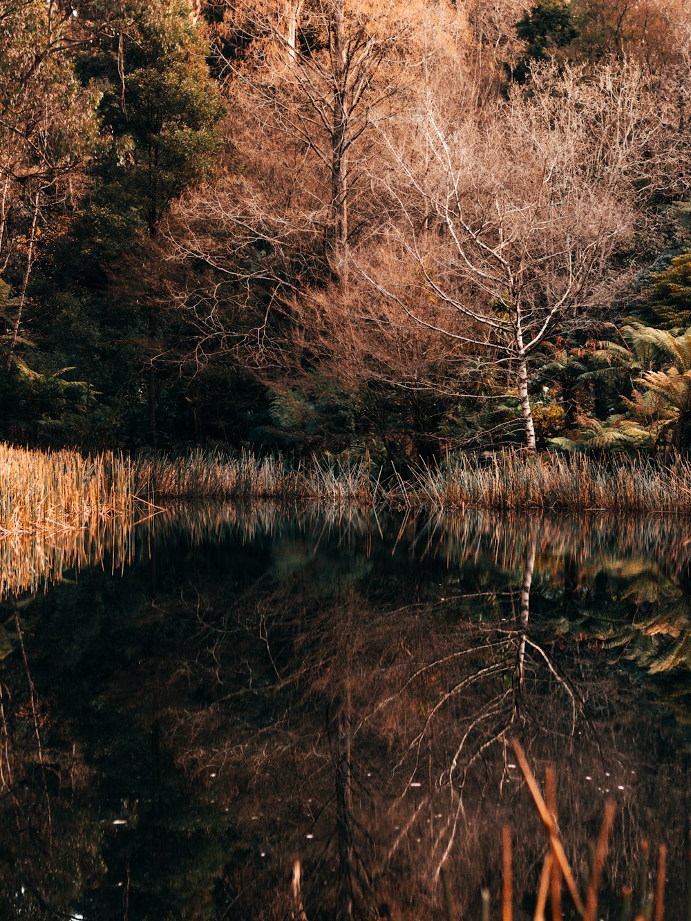 brown trees beside river during daytime