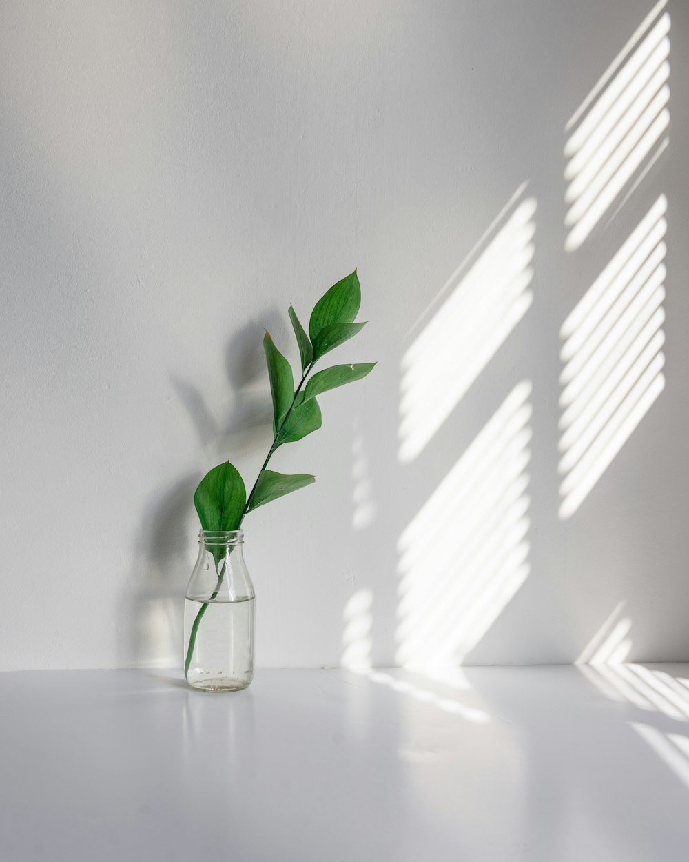 green plant in clear glass vase