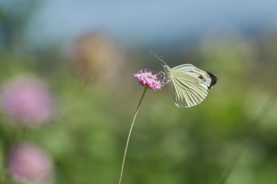 white butterfly perched on purple flower in close up photography during daytime