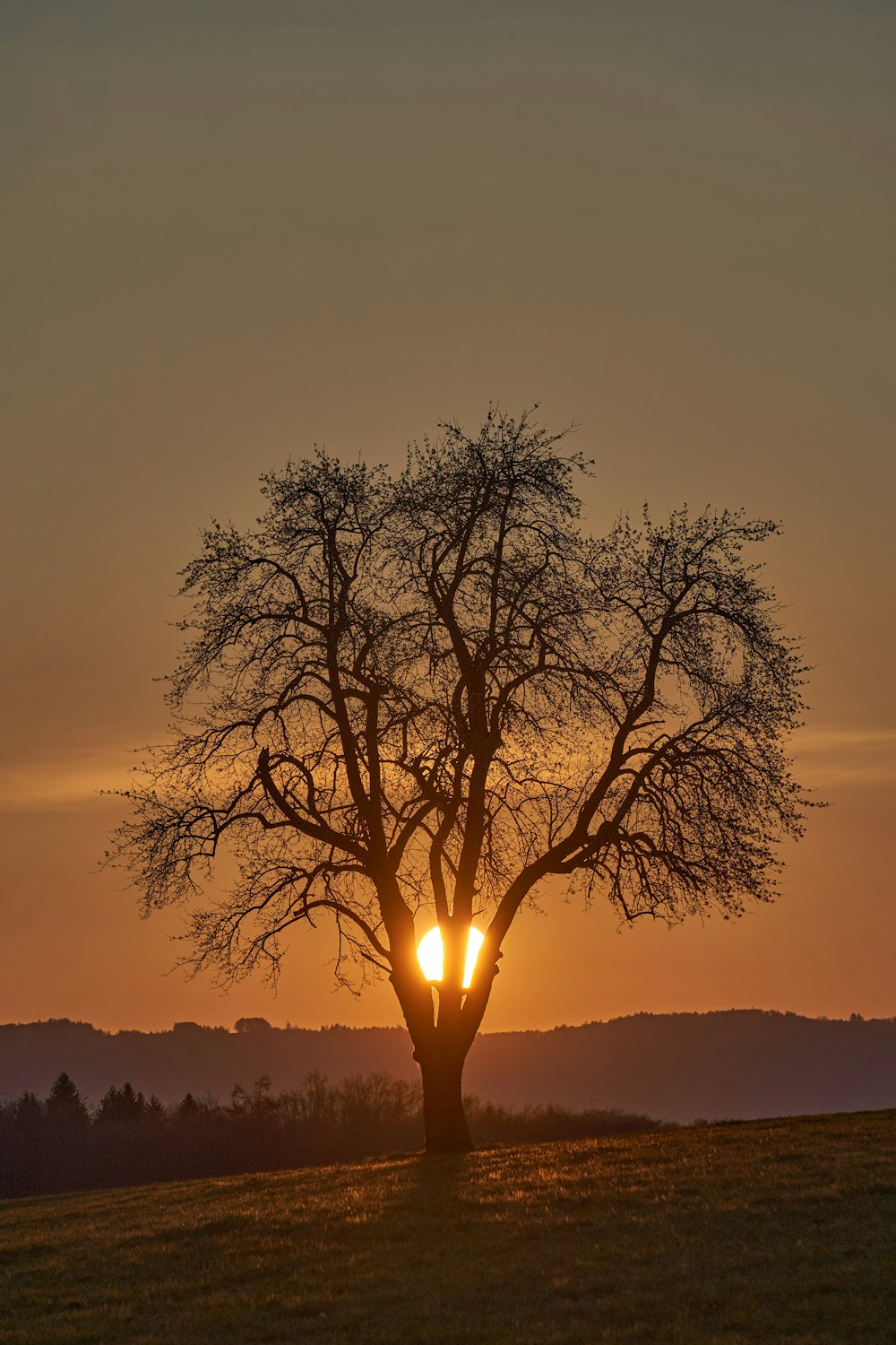 silhouette of tree during sunset