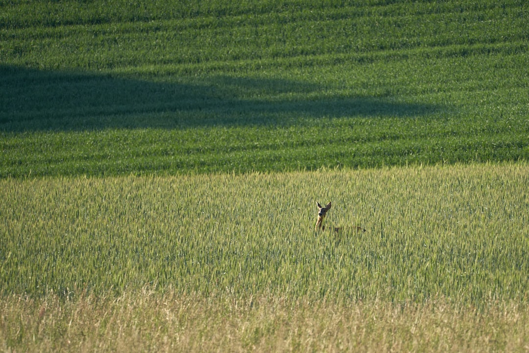 green grass field during daytime