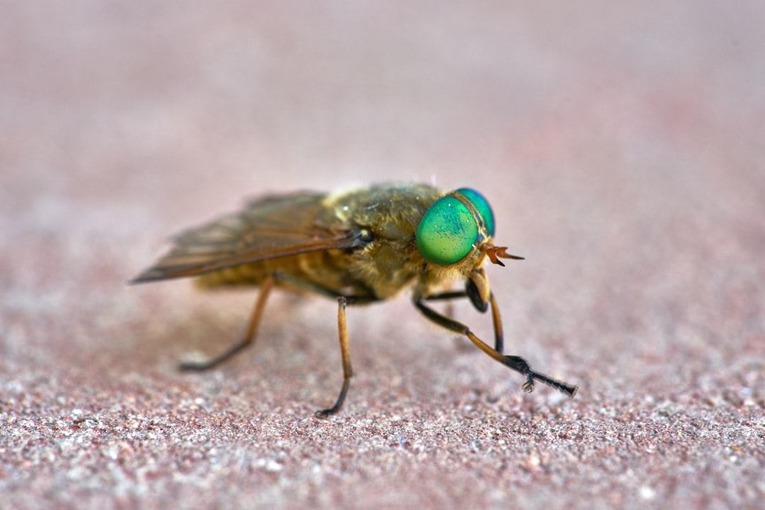 green and black fly on brown textile