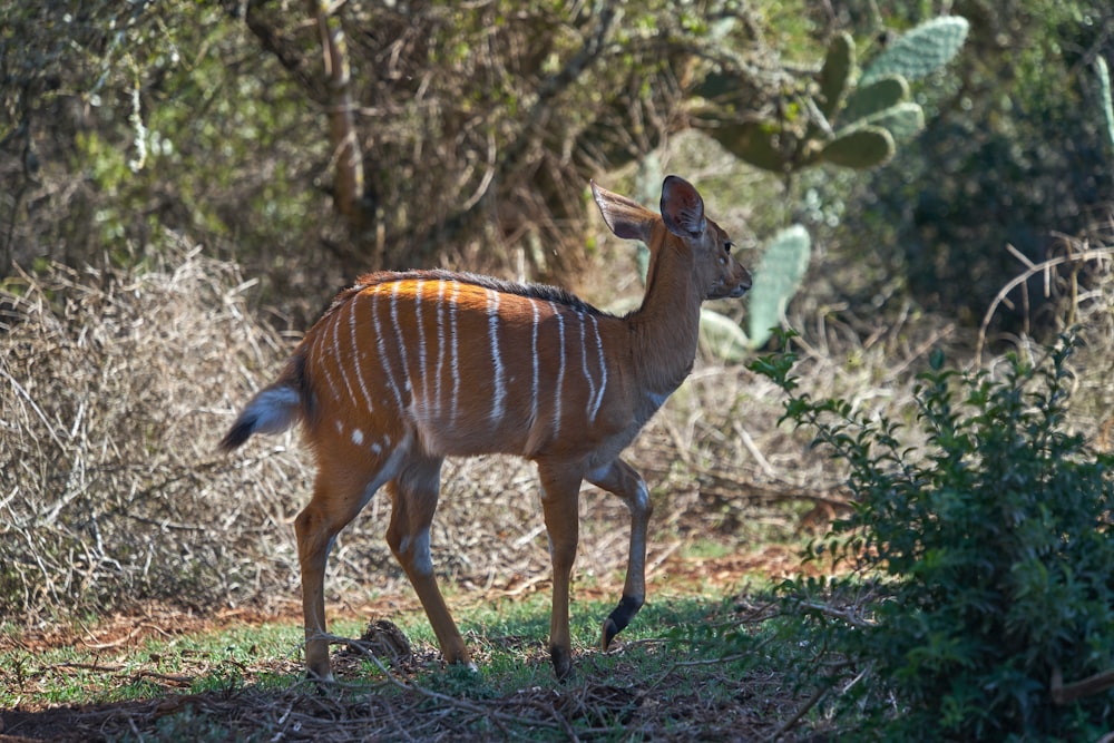 brown and white deer on brown grass during daytime