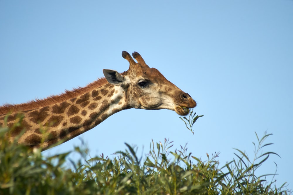 brown giraffe in green grass field during daytime