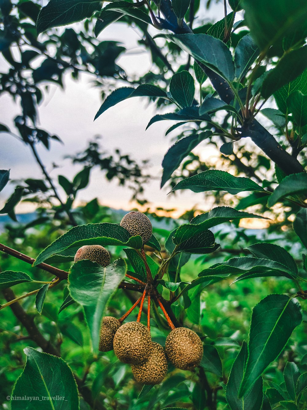 fruits ronds verts sur l’arbre pendant la journée