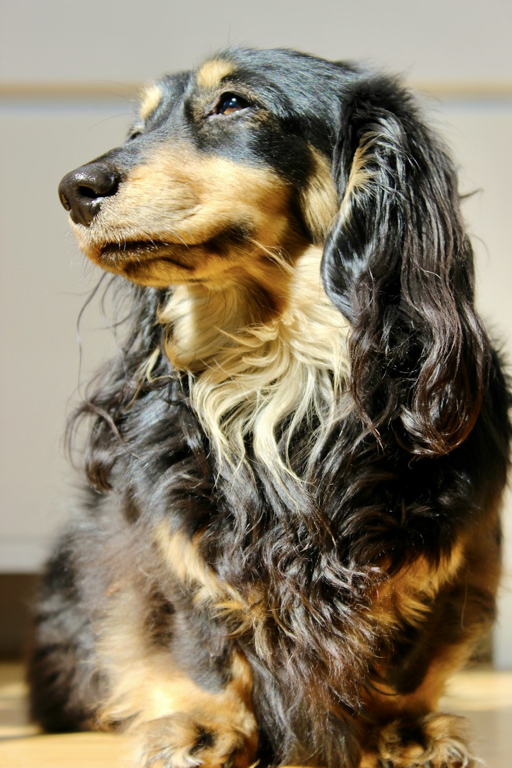 black and brown long coated dog