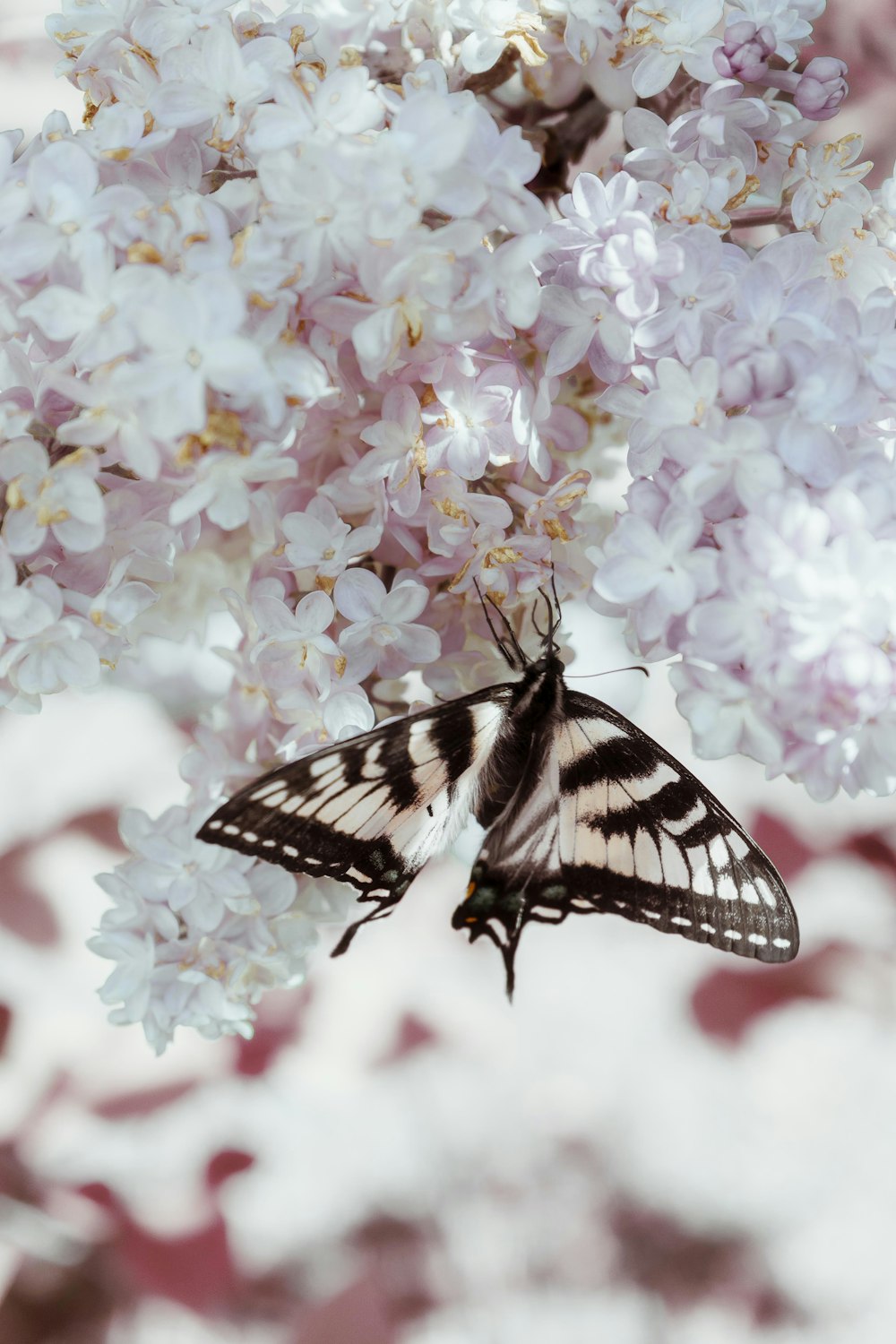 black and white butterfly perched on pink flower