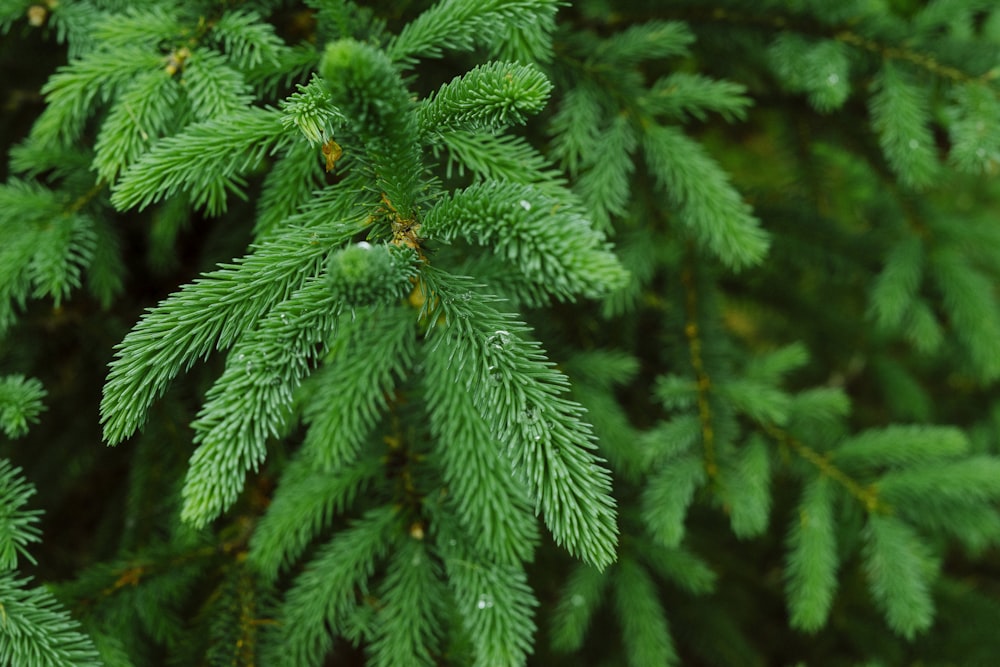 green pine tree with snow